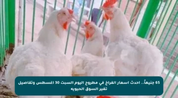 65 جنيهاً.. أحدث أسعار الفراخ في مطروح اليوم السبت 30 أغسطس وتفاصيل تغير السوق الحيوية